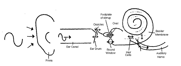 hearing mechanism