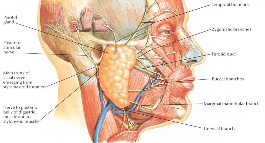 facial nerve netter anatomy diagram ent doctor palawan