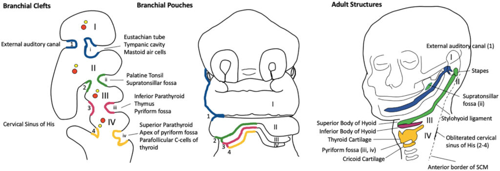 branchial cleft anomalies embryology neck surgery